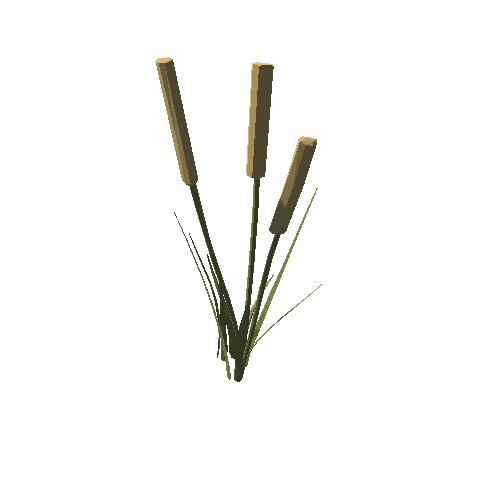 Cattail Plant 3